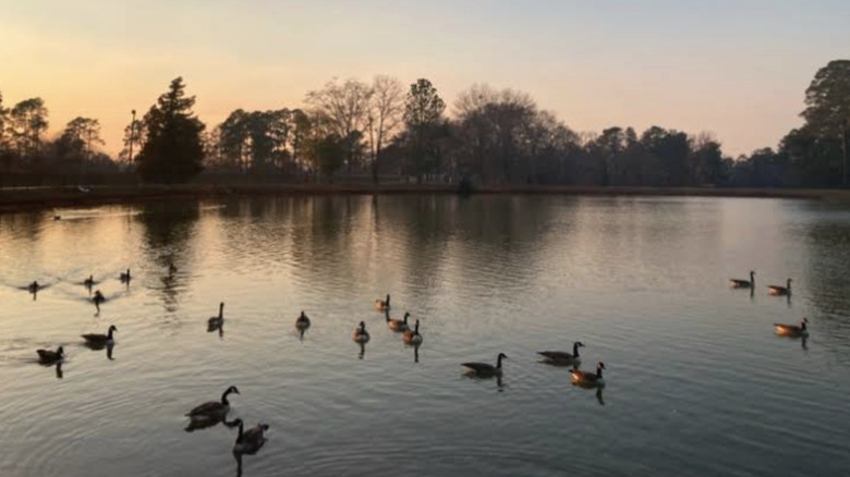 Ducks on a pond in Greatest Generation Memorial Park