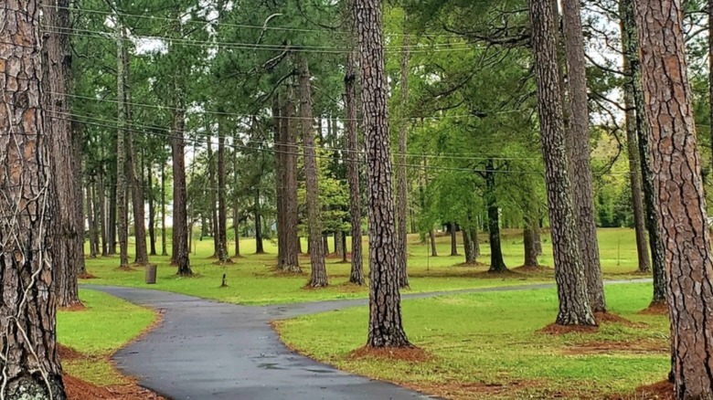 A grove of trees at Greatest Generation Memorial Park