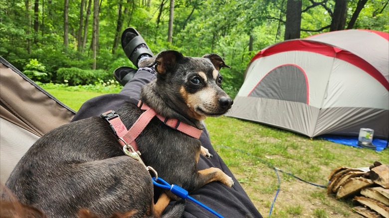 A man relaxing in the Pike Lake State Park campground with his puppy, Ohio