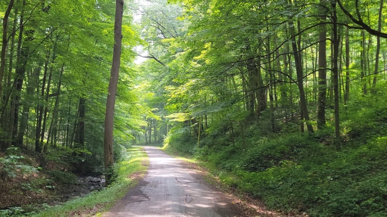 A forested path at Pike Lake State Park, Ohio, with verdant trees providing shade