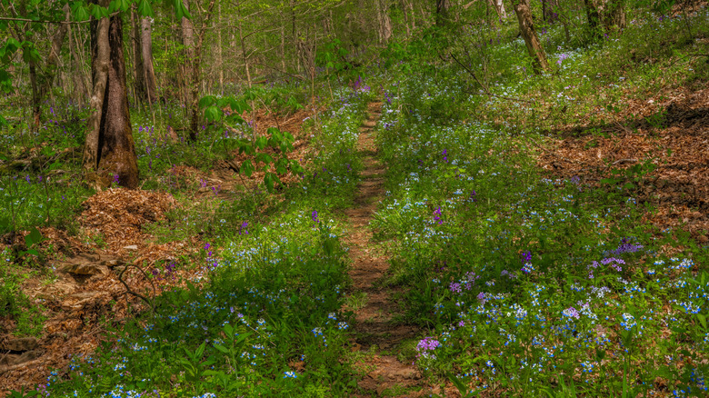 Wildflower-lined trail at the Ohio River Bluffs Preserve in Ohio