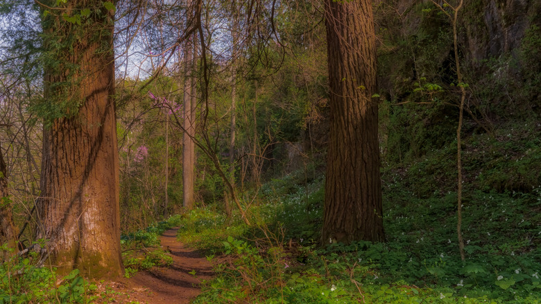 Trail of Ancients at Highland Nature Sanctuary in Bainbridge Ohio