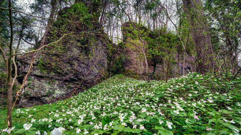 Large white trilliums carpet hillside at Highlands Nature Sanctuary in Bainbridge Ohio
