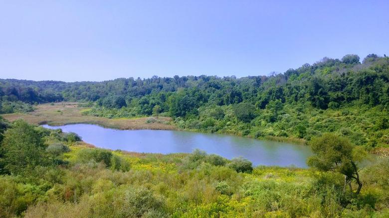 A small pond in the middle of the shrubs, grasslands, and forests of Egypt Valley Wildlife Area in Ohio