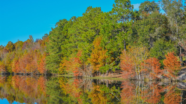 Fall foliage along the Little Ocmulgee River in McRae-Helena, Georgia