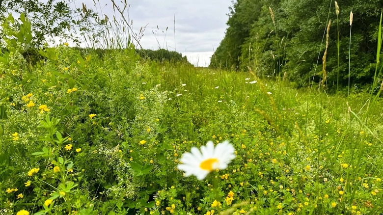 Yellow and white wildflowers in a grassy prairie surrounded by trees at Killdeer Plains Wildlife Area in Ohio