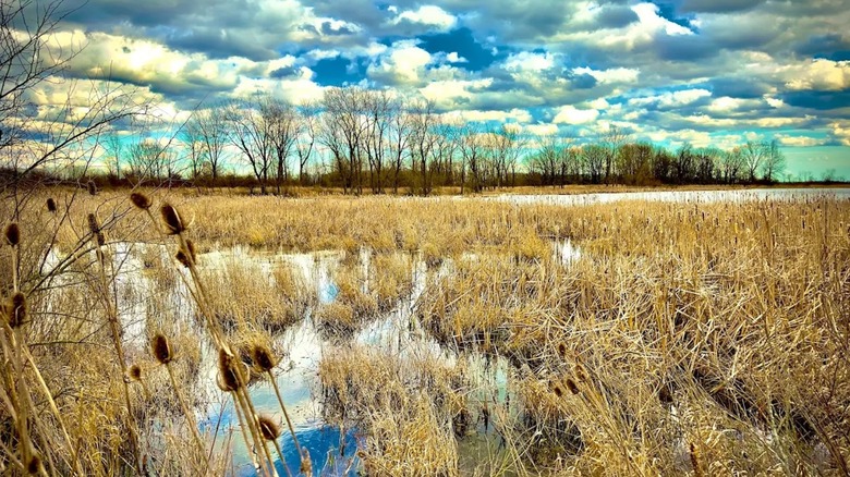 A marshy area mixed with brown grasslands, under a cloudy blue sky at Killdeer Plains Wildlife Area in Ohio.