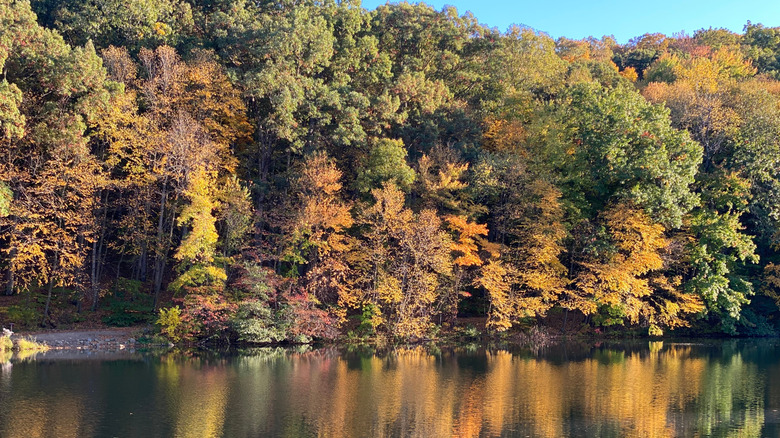 A lakeside pathway seen through trees with orange and red leaves during fall at Charles Alley Memorial Park.