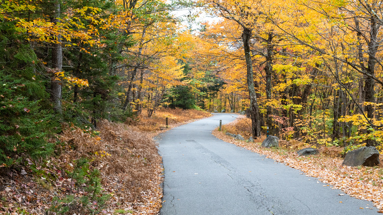 A small mountain road in Rollins State Park, surrounded by fall foliage.