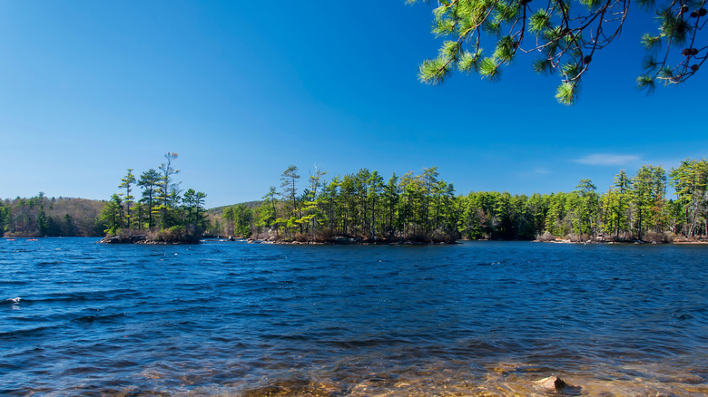 Water and trees in Pawtuckaway State Park, New Hampshire