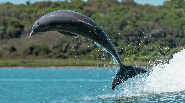 A dolphin jumping out of the water near Ingleside.