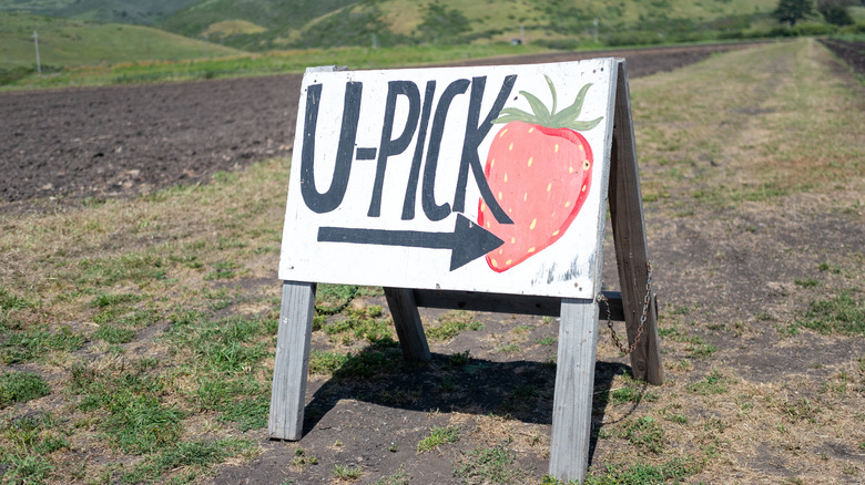 picture of a u pick sign from a different farm