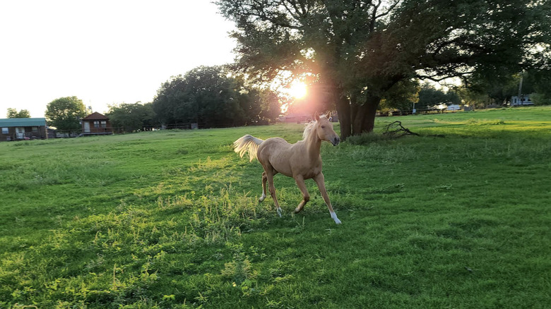 horse running around Hoof Prints Ranch, Stephenville, Texas