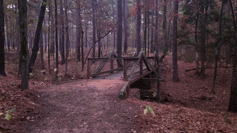 Mission Tejas State Park in Texas