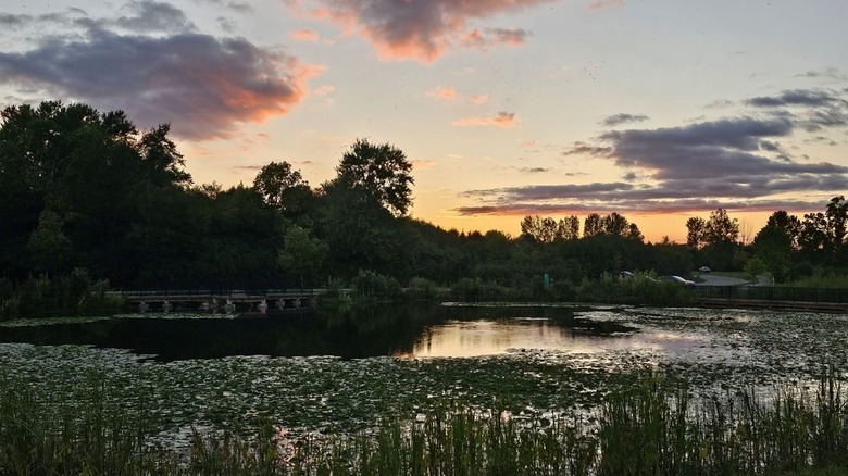 Sunset at Beckett Park