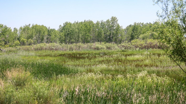 Wildflowers and grassy fields at St. Vrain State Park in Colorado