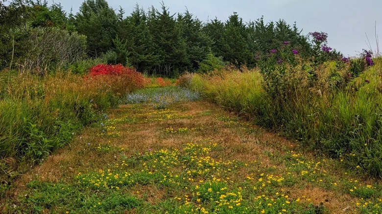 A hiking trail within Prairie Rose State Park in Iowa