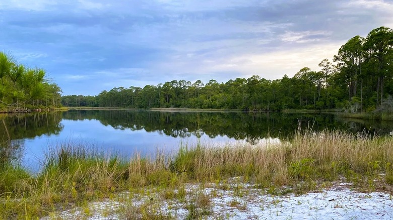 A scenic lake with tree-lined shores at Point Washington State Forest in Florida