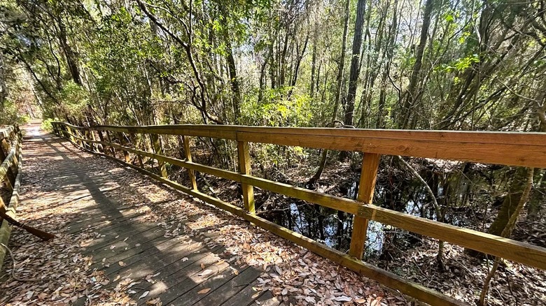 A wooden boardwalk trail leading through the forest at Point Washington State Forest in Florida