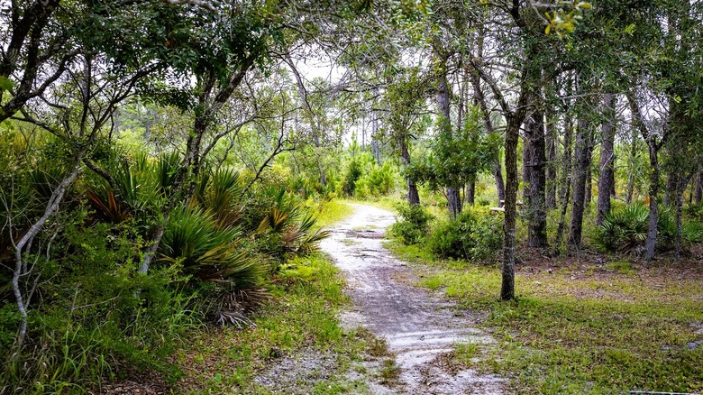 Views of sandy walking trails surrounded by coastal forest at Point Washington State Forest in Florida