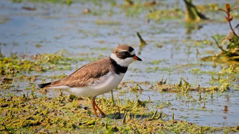 Close-up of a bird at Wainfleet Wetlands Conservation Area