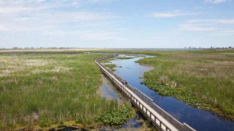 People on marsh boardwalk at Point Pelee National Park