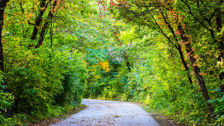 Forest trail at Point Pelee National Park