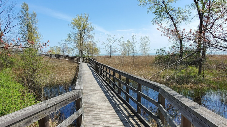 Boardwalk trail crossing the marshland in Rondeau Provincial Park on a sunny day