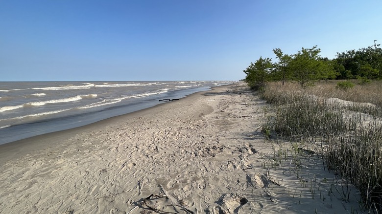 Sandy beach with green shrubs in Rondeau Park