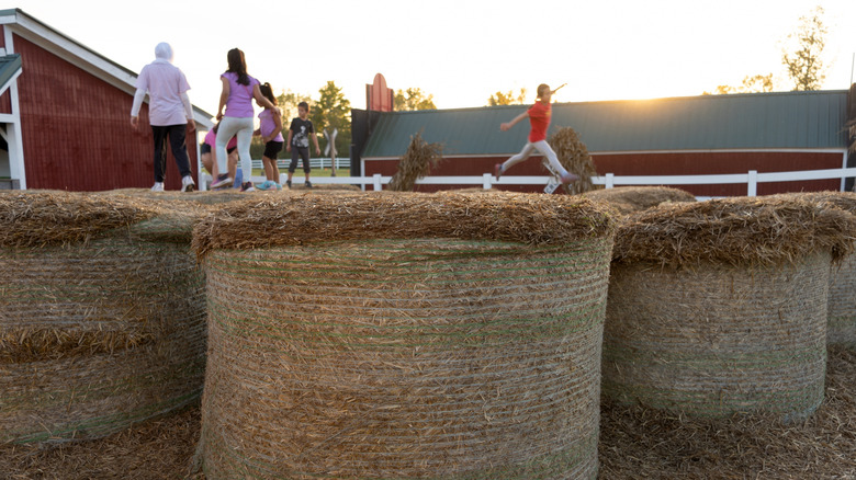 Children playing at Three Cedars Farm, Michigan