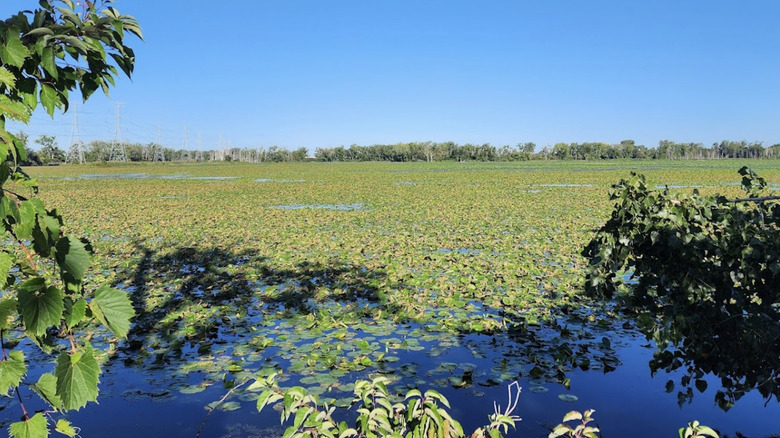 Wetlands at William C. Sterling State Park in Michigan
