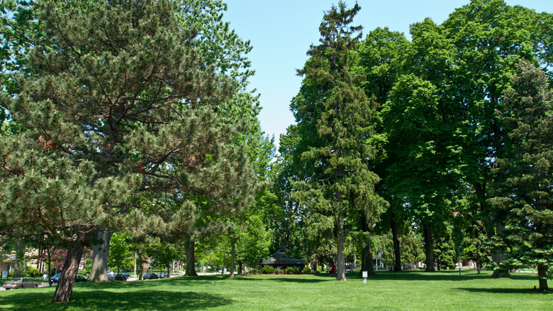 A verdant park on a clear day in London, Ontario, Canada