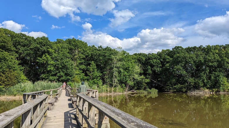 a wooden footbridge extends from the foreground to the background on the left side of the image. The footbridge extends over greenish brown marshy waters and into leafy green forests. There are a couple of people towards the end of the footbridge.