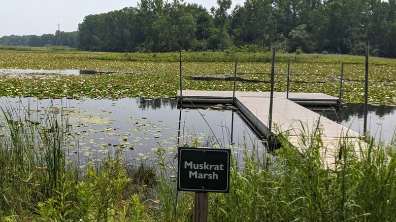 Muskrat Marsh in Chippewa Nature Center.
