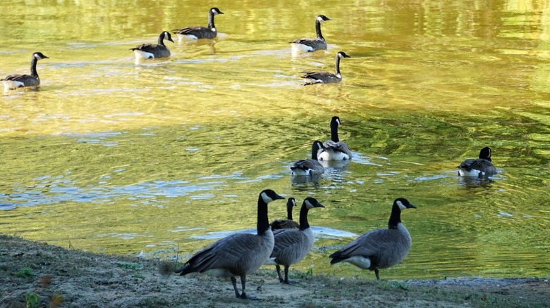 Geese swimming in Chippewa Nature Center.