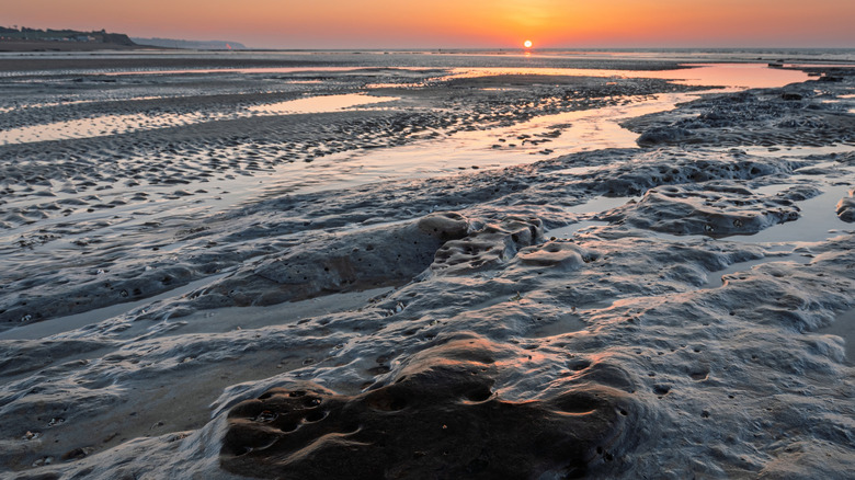 Fossilized dinosaur footprints on a beach at sunset in Bexhill-on-Sea, England