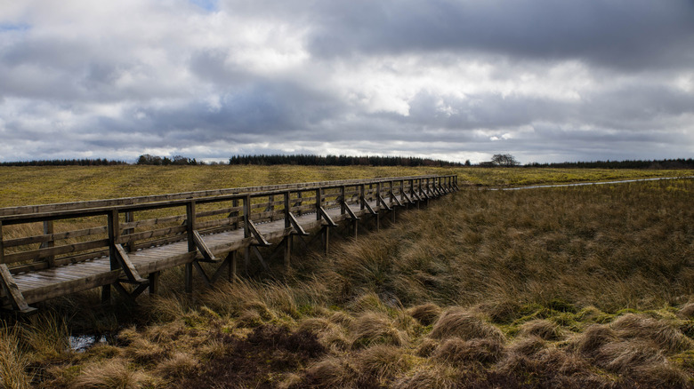 The raised timber boardwalk going around Blawhorn Moss National Nature Reserve on a cloudy day