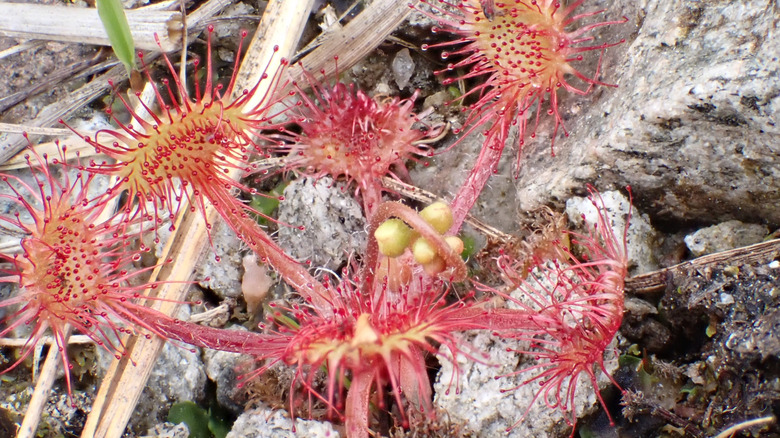 Close up of a sundew, a carnivorous plant in Scotland found in Blawhorn Moss National Nature Reserve