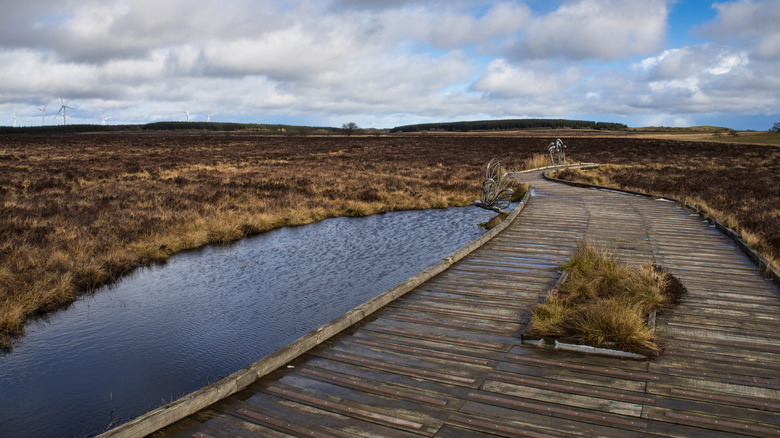 Boardwalks and foot paths through the Blawhorn Moss National Nature Reserve near Whitburn, Scotland