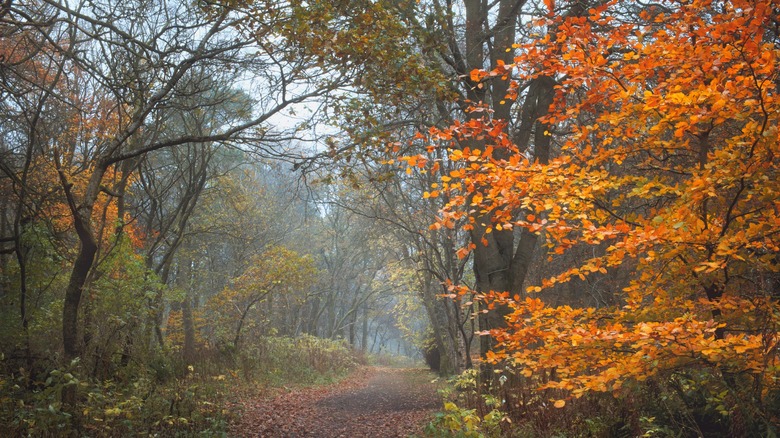 Fall foliage in Polkemmet Country Park, West Lothian, not far from Whitburn