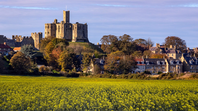 Field of yellow flowers with homes and a castle on a hill in the background in the village of Warkworth in Northumberland