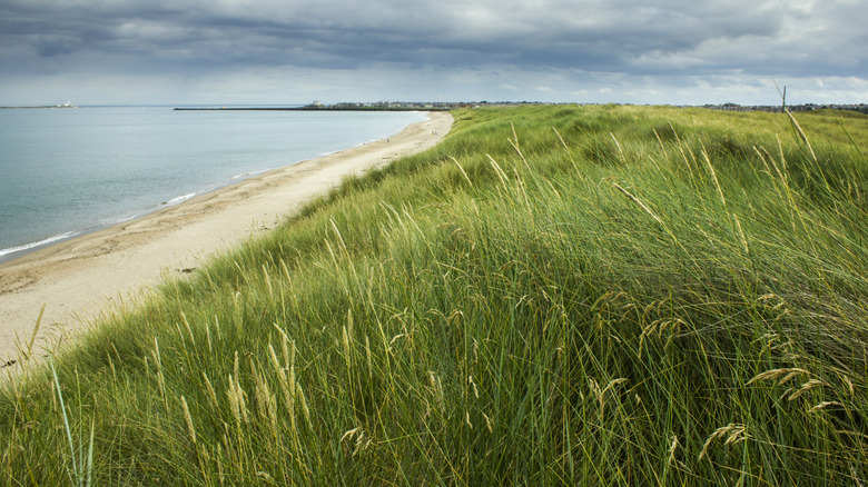 Sandy Warkworth Beach under a cloudy sky with a green field to the right of it in Northumberland