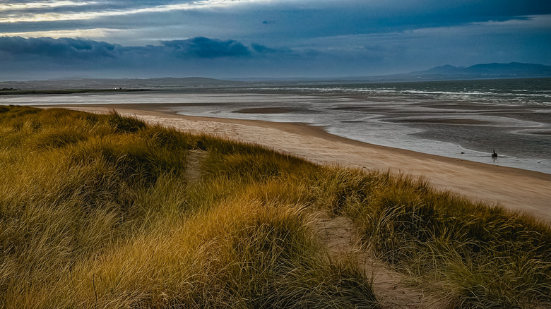 Grassy sand dunes in the Aberlady Bay Local Nature Reserve in Aberlady, Scotland