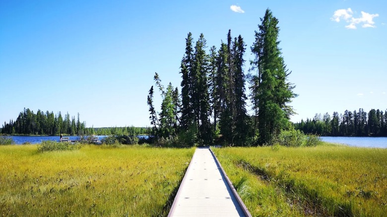 A wooden path leading to a grove of trees along a lake in Crimson Lake Provincial Park