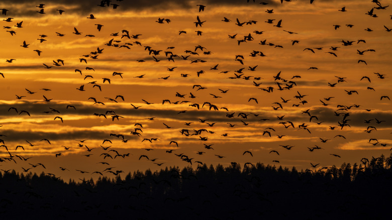 geese flying over the wilds at William L.Finley National Wildlife Refuge in Oregon
