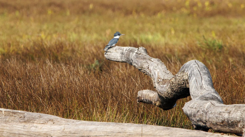 a bird perched over a log at William L.Finley National Wildlife Refuge, Oregon