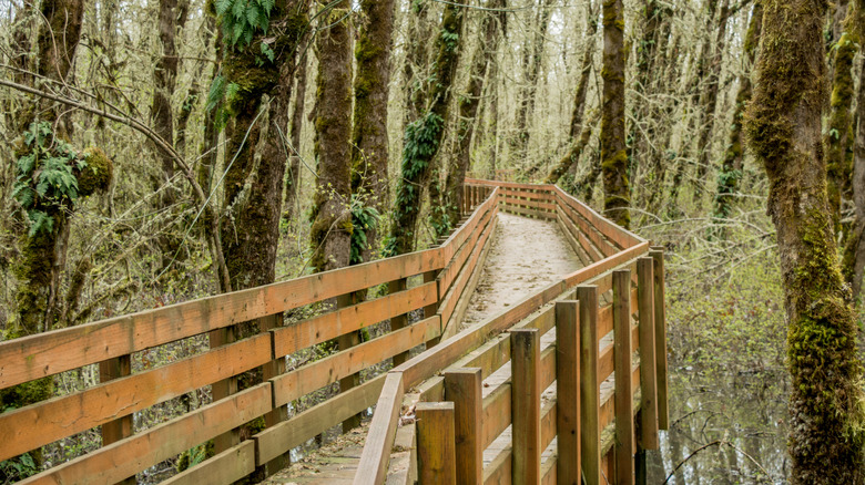 a boardwalk over a creek at William L.Finley National Wildlife Refuge, Oregon