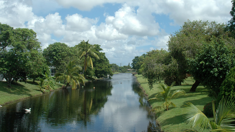 Lush Canal in Margate, Florida, with clouds and palms and geese