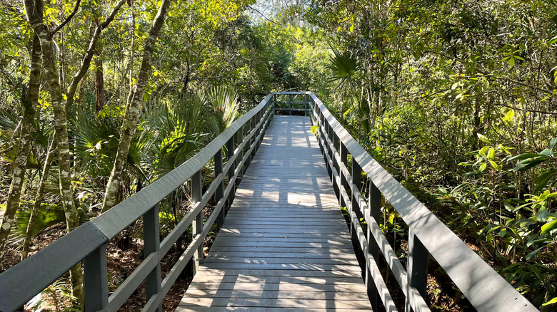 A boardwalk through a lush Floridian forest at Fern Forest Nature Center