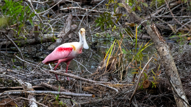Roseate spoonbill in Bonita Springs, Florida